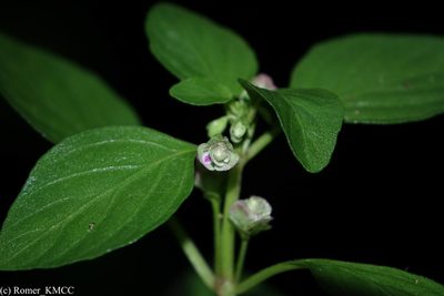 Anisostachya tenella, photographed by Romer N. Rabarijaona
