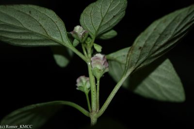 Anisostachya tenella, photographed by Romer N. Rabarijaona