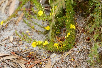 Hibbertia prostrata, photographed by Lek Khauv