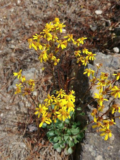 Packera streptanthifolia, photographed by Logan J.L. Bradley
