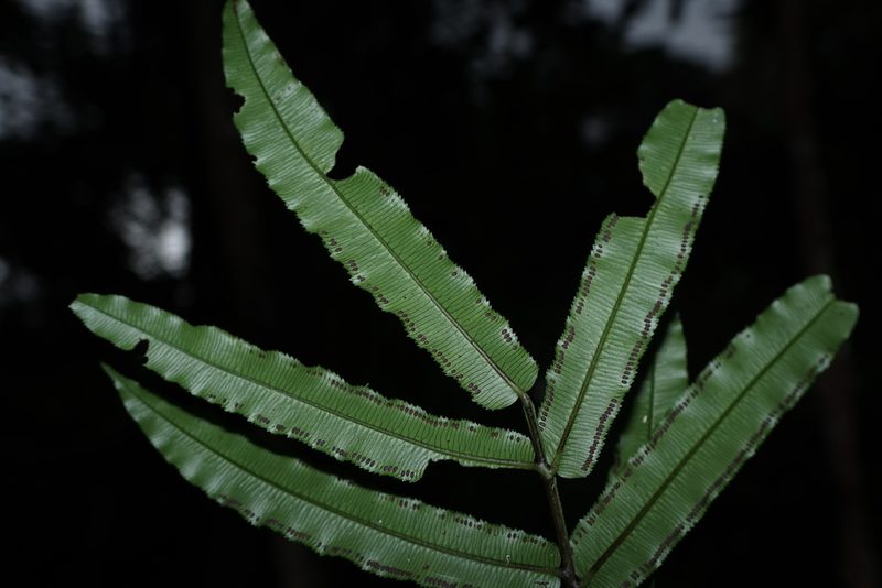 Ptisana fraxinea, photographed by Romer N. Rabarijaona