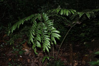 Ptisana fraxinea, photographed by Romer N. Rabarijaona