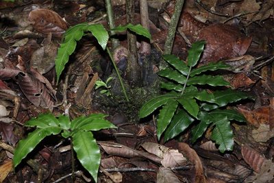 Ptisana fraxinea, photographed by Romer N. Rabarijaona