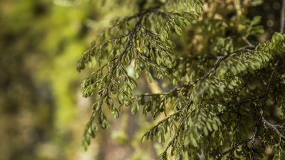 Hymenophyllum villosum, photographed by Cara-Lisa Schloots