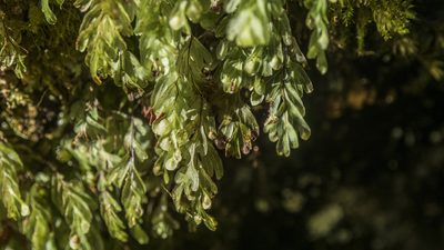Hymenophyllum rarum, photographed by Cara-Lisa Schloots