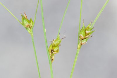 Carex oligosperma, photographed by Owen Strickland