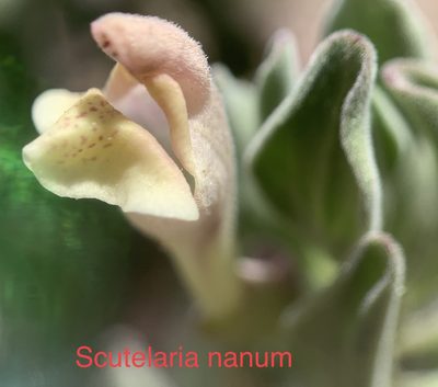 Scutellaria nana, photographed by mark-groeneveld