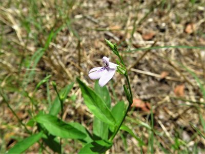 Dianthera ovata, photographed by Annika Lindqvist