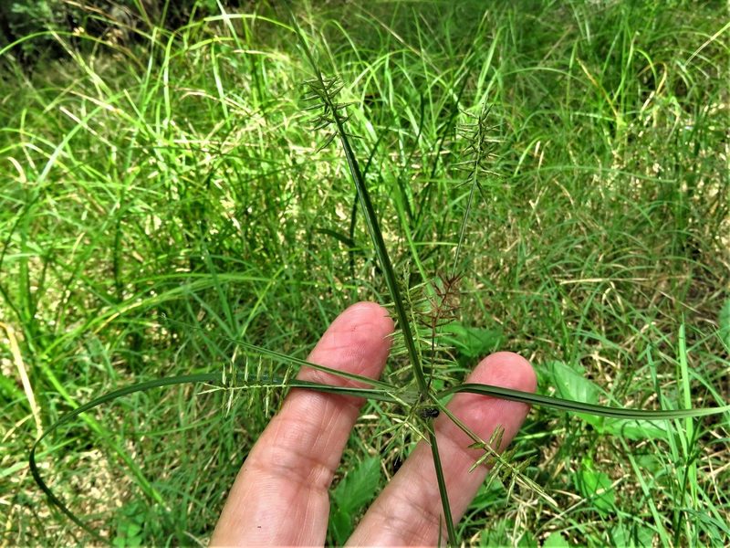 Cyperus thyrsiflorus, photographed by Annika Lindqvist