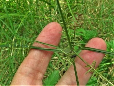 Cyperus thyrsiflorus, photographed by Annika Lindqvist