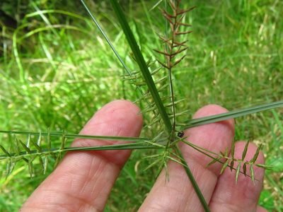 Cyperus thyrsiflorus, photographed by Annika Lindqvist