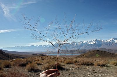 Eriogonum glandulosum, photographed by Steve Matson