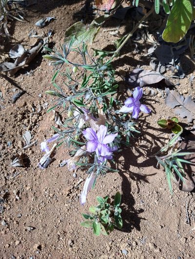 Ruellia incomta, photographed by Leonardo Bergamini