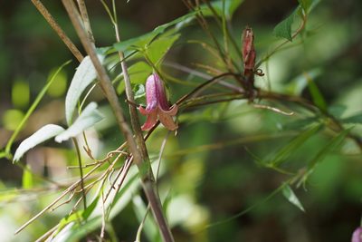 Clematis japonica, photographed by harum.koh