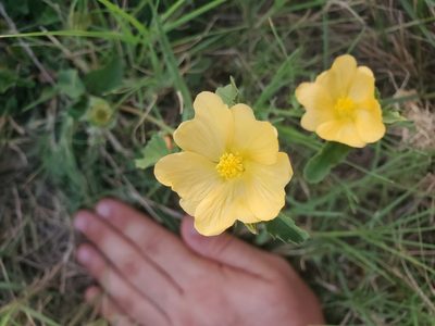 Malvastrum aurantiacum, photographed by Jack Rouse