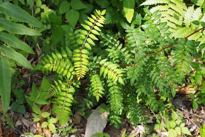 Zanthoxylum piperitum, photographed by harum.koh