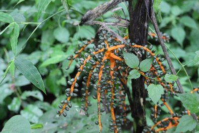 Chamaedorea tepejilote, photographed by Jake Rehage