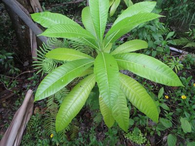 Alstonia macrophylla, photographed by Ben Machado