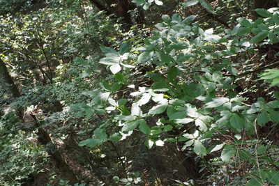 Meliosma myriantha, photographed by harum.koh