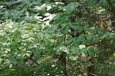 Meliosma myriantha, photographed by harum.koh