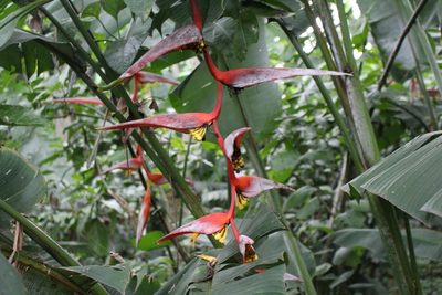 Heliconia collinsiana, photographed by Jake Rehage