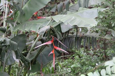Heliconia collinsiana, photographed by Jake Rehage