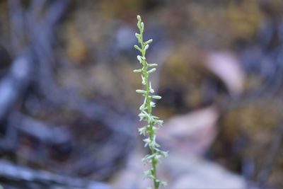 Platanthera transversa, photographed by Braden J. Judson