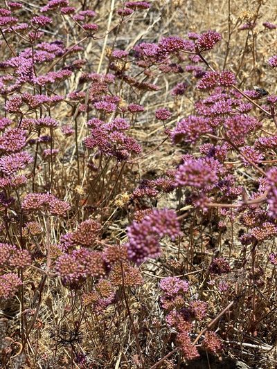 Chorizanthe palmeri, photographed by em4peace