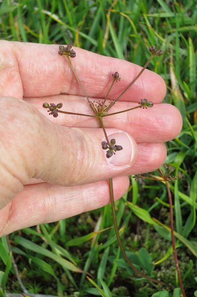 Tauschia stricklandii, photographed by Ed Alverson