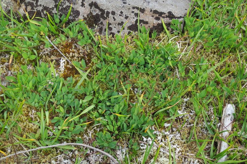 Tauschia stricklandii, photographed by Ed Alverson
