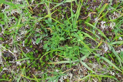 Tauschia stricklandii, photographed by Ed Alverson