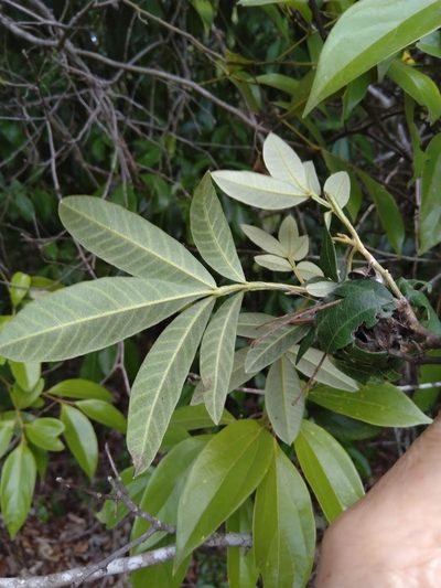 Cossinia australiana, photographed by Tony van Kampen