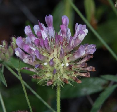 Trifolium obtusiflorum, photographed by Don Loarie