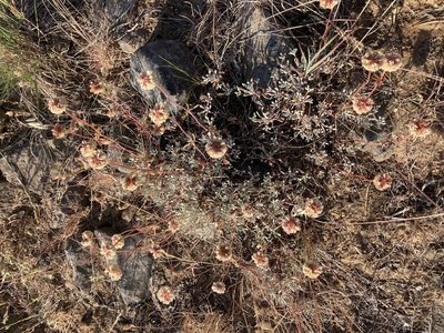 Eriogonum douglasii, photographed by Lindsey Salmonson