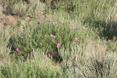 Ipomoea leptophylla, photographed by Colin Croft
