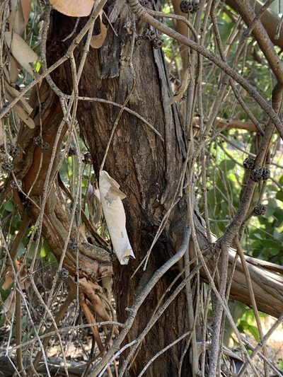 Eucalyptus neglecta, photographed by Miriam Sachs Martin