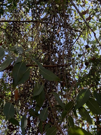Eucalyptus neglecta, photographed by Miriam Sachs Martin