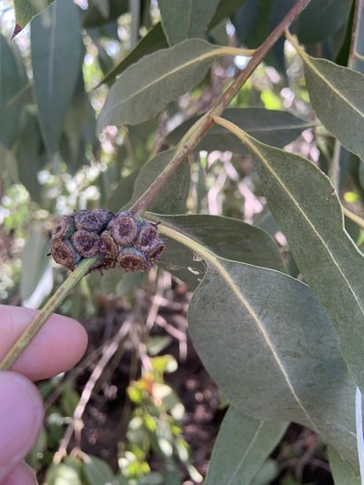 Eucalyptus neglecta, photographed by Miriam Sachs Martin