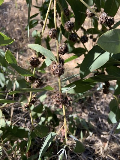 Eucalyptus neglecta, photographed by Miriam Sachs Martin