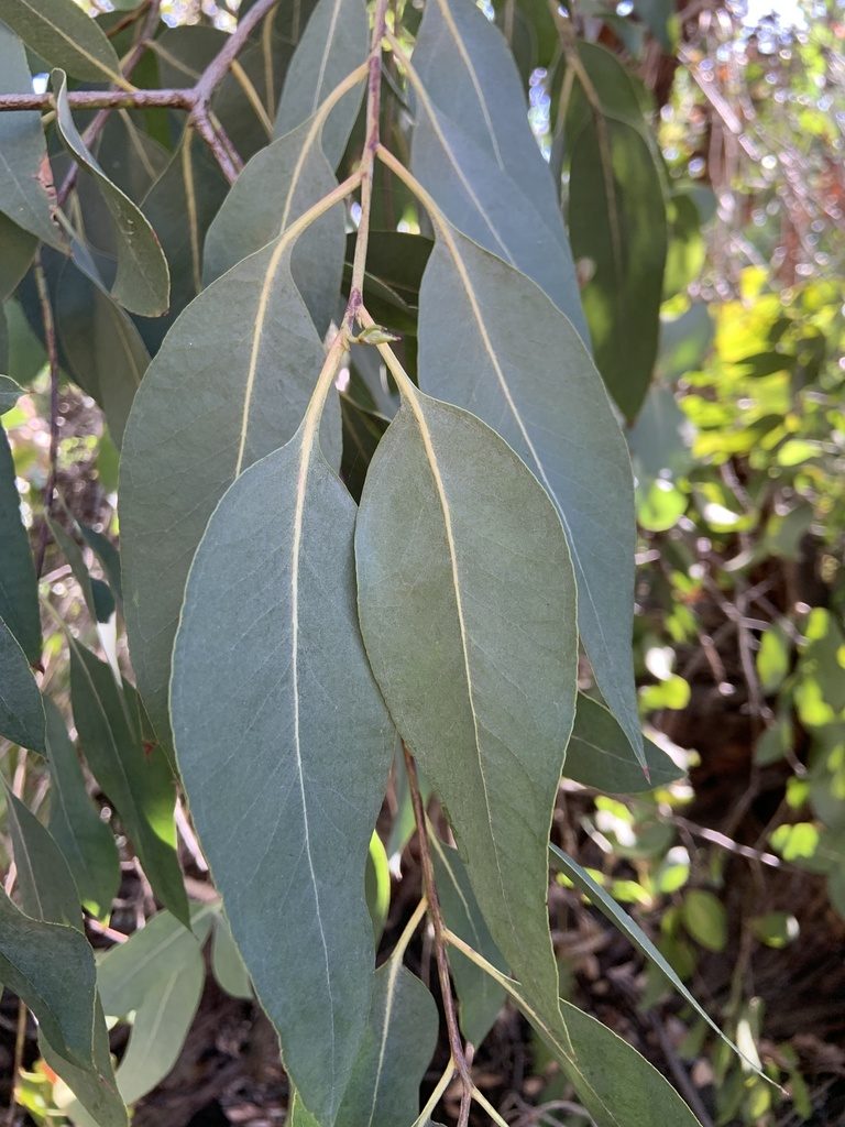 Eucalyptus neglecta, photographed by Miriam Sachs Martin