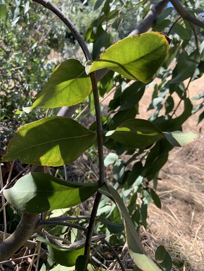 Eucalyptus neglecta, photographed by Miriam Sachs Martin
