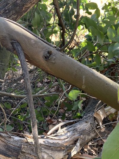 Eucalyptus neglecta, photographed by Miriam Sachs Martin