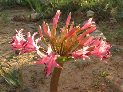 Brunsvigia gregaria, photographed by Christiaan Viljoen