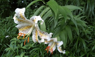 Lilium auratum, photographed by Takashi KOIKE