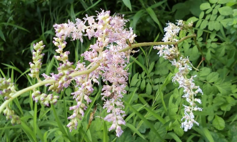 Astilbe microphylla, photographed by Takashi KOIKE