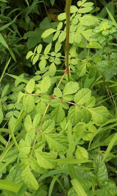 Astilbe microphylla, photographed by Takashi KOIKE