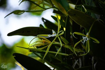 Epidendrum ciliare, photographed by Daniel Pineda Vera