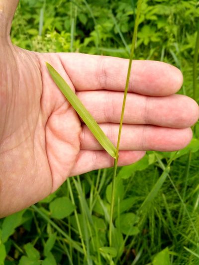 Poa chaixii, photographed by Sigitas Juzėnas