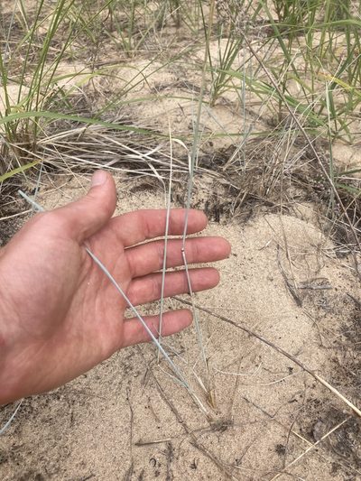 Elymus lanceolatus, photographed by Derek