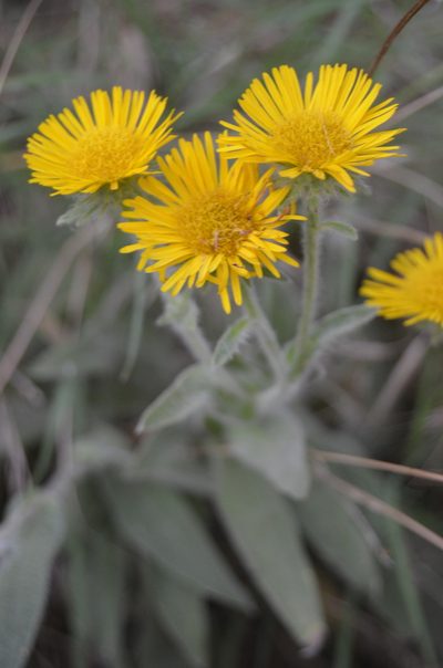 Pentanema helenioides, photographed by Nico Hernandez